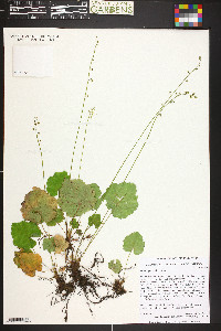 Mitella pentandra image