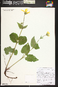 Arnica cordifolia image