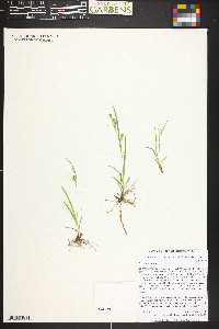 Carex aurea image