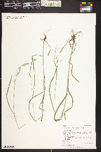 Bromus frondosus image