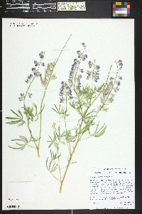 Lupinus argenteus var. argenteus image