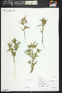 Collomia linearis image