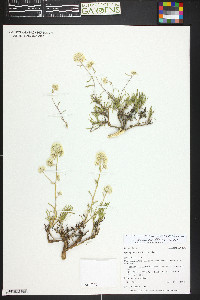 Ipomopsis congesta subsp. crebifolia image