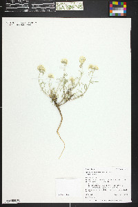 Ipomopsis congesta image