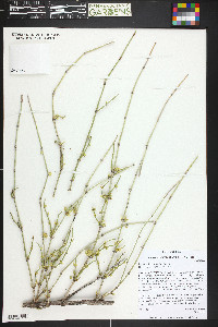 Ephedra torreyana image