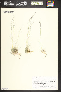 Muhlenbergia torreyi image