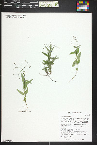 Kelloggia galioides image