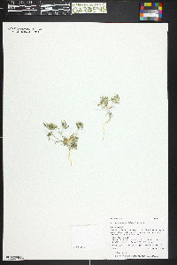 Eriastrum diffusum image