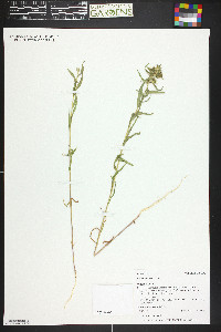 Collomia linearis image