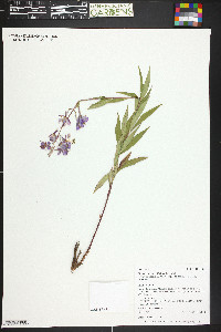 Chamaenerion angustifolium subsp. circumvagum image