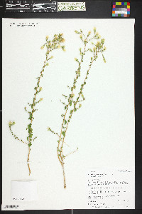 Brickellia microphylla image