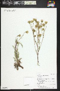 Chaenactis douglasii image