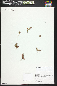 Lysimachia maritima image