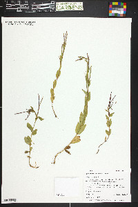 Epilobium saximontanum image