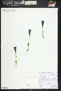Gentianopsis thermalis image
