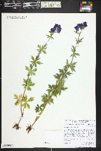 Aconitum columbianum image