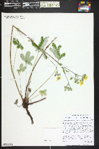 Potentilla pectinisecta image