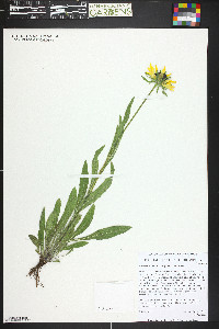 Rudbeckia hirta var. pulcherrima image