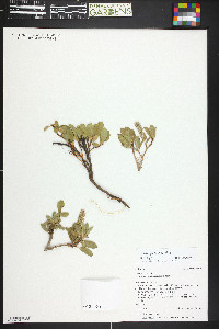 Salix petrophila image