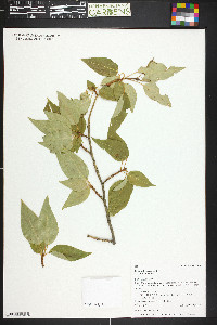 Populus balsamifera image