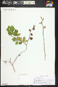 Rhus trilobata image