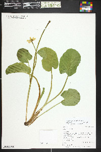 Caltha leptosepala image