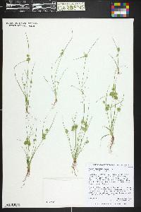 Cyperus acuminatus image