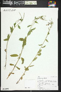 Epilobium halleanum image