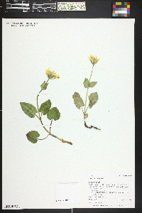 Arnica cordifolia image