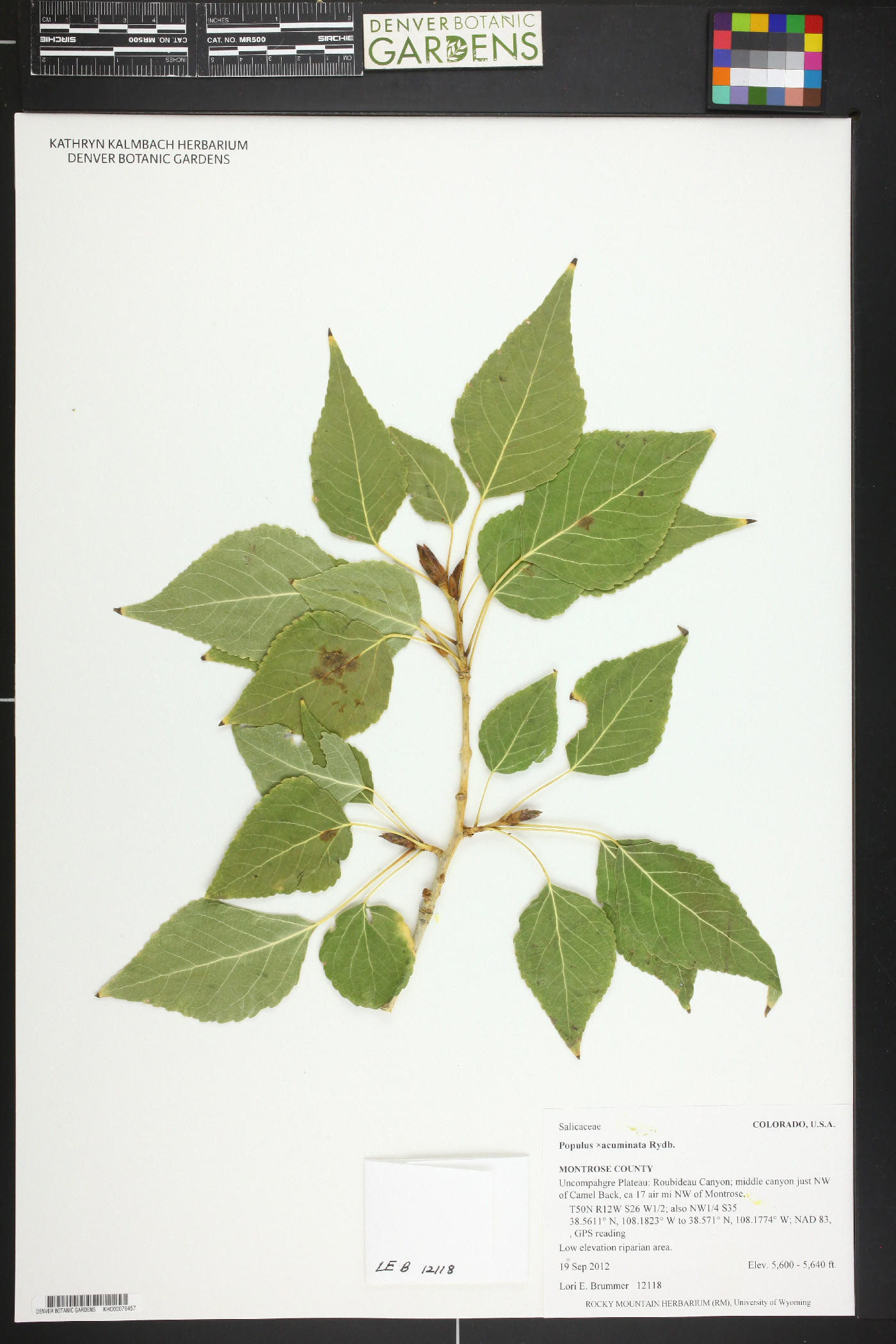 Populus x acuminata image