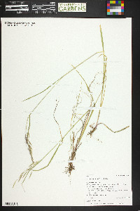 Bromus lanatipes image