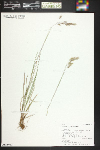 Bromus porteri image