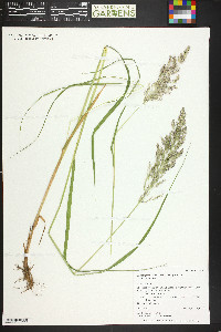 Calamagrostis canadensis var. canadensis image