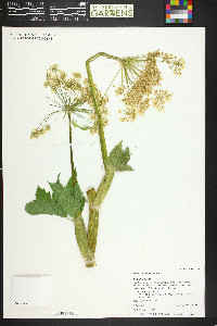 Heracleum maximum image