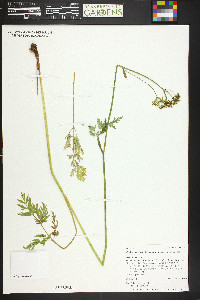 Conioselinum scopulorum image