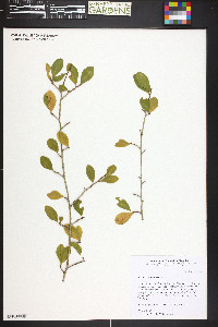 Erythroxylum brevipes image