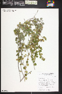 Erythroxylum rotundifolium image