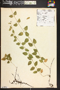 Satureja douglasii image