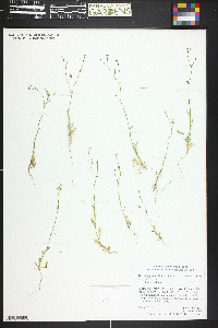 Aliciella pinnatifida image