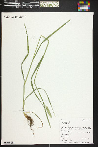 Phleum pratense var. pratense image