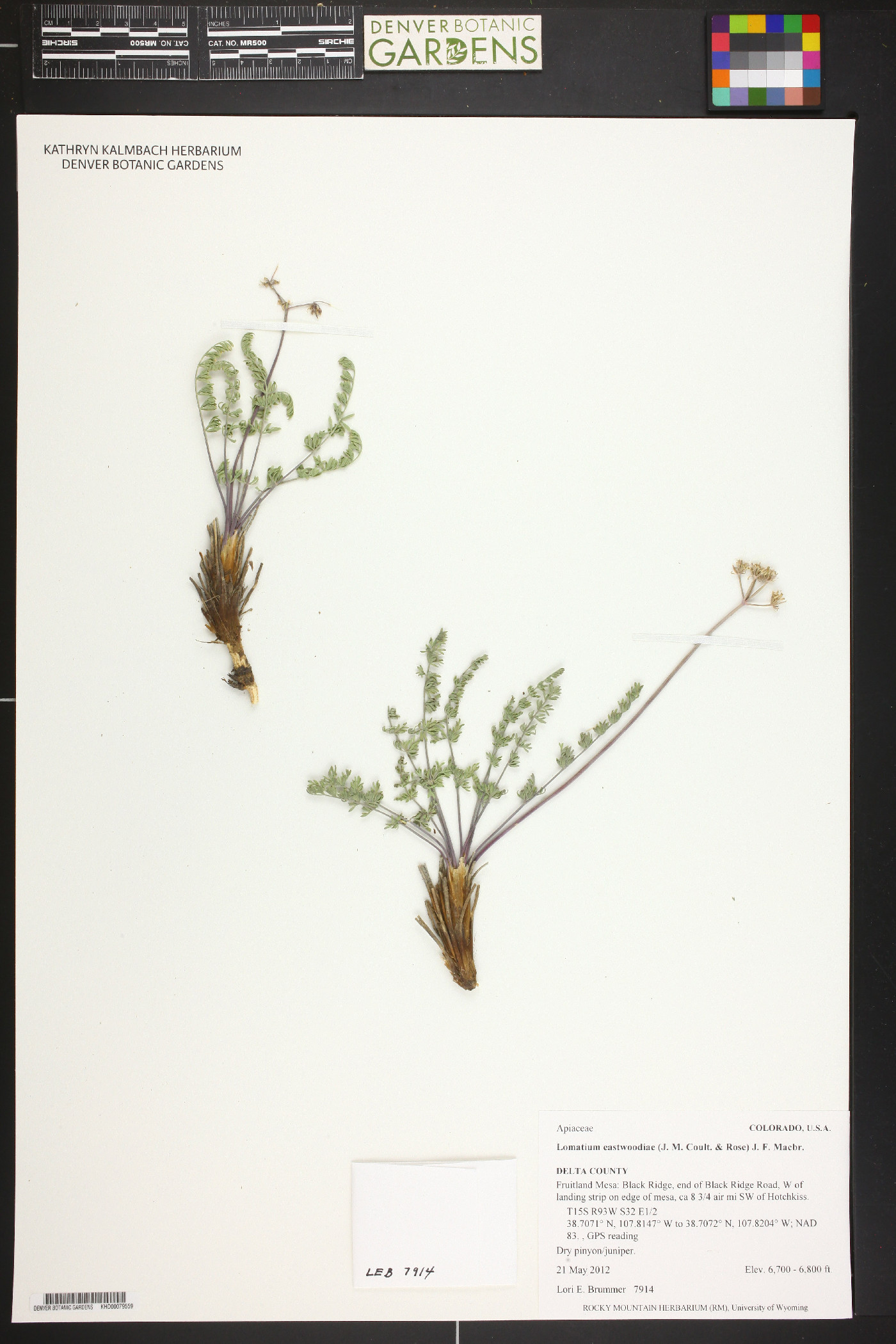 Lomatium eastwoodiae image