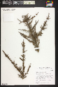 Erythroxylum domingense image