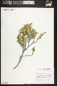 Ziziphus reticulata image