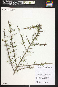 Erythroxylum domingense image