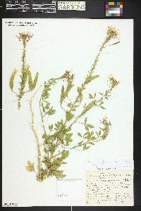 Polanisia trachysperma image