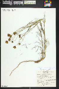 Thelesperma megapotamicum image
