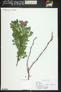 Rosa woodsii image