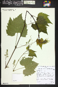 Vitis riparia image