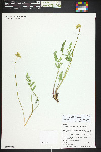 Pseudocymopterus montanus image