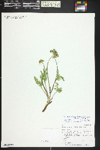 Pseudocymopterus montanus image